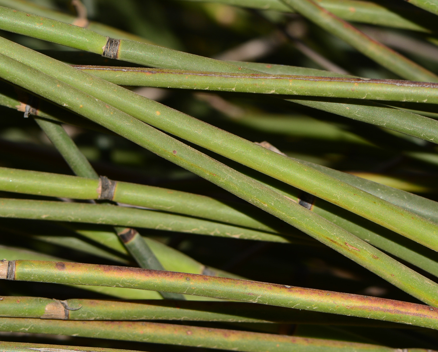 Image of Elegia tectorum specimen.