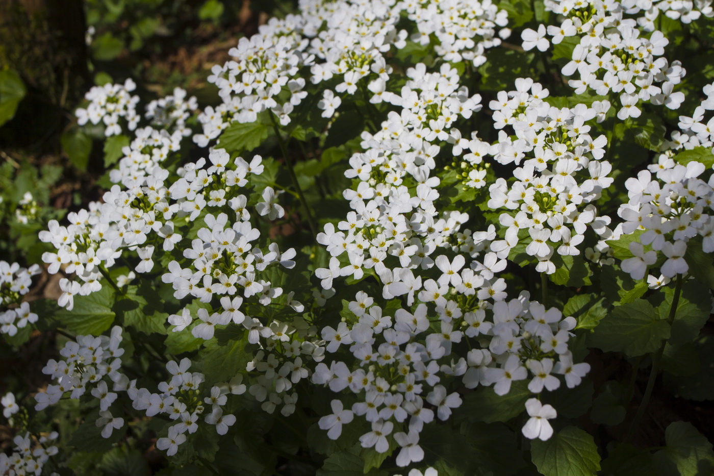 Image of Pachyphragma macrophyllum specimen.