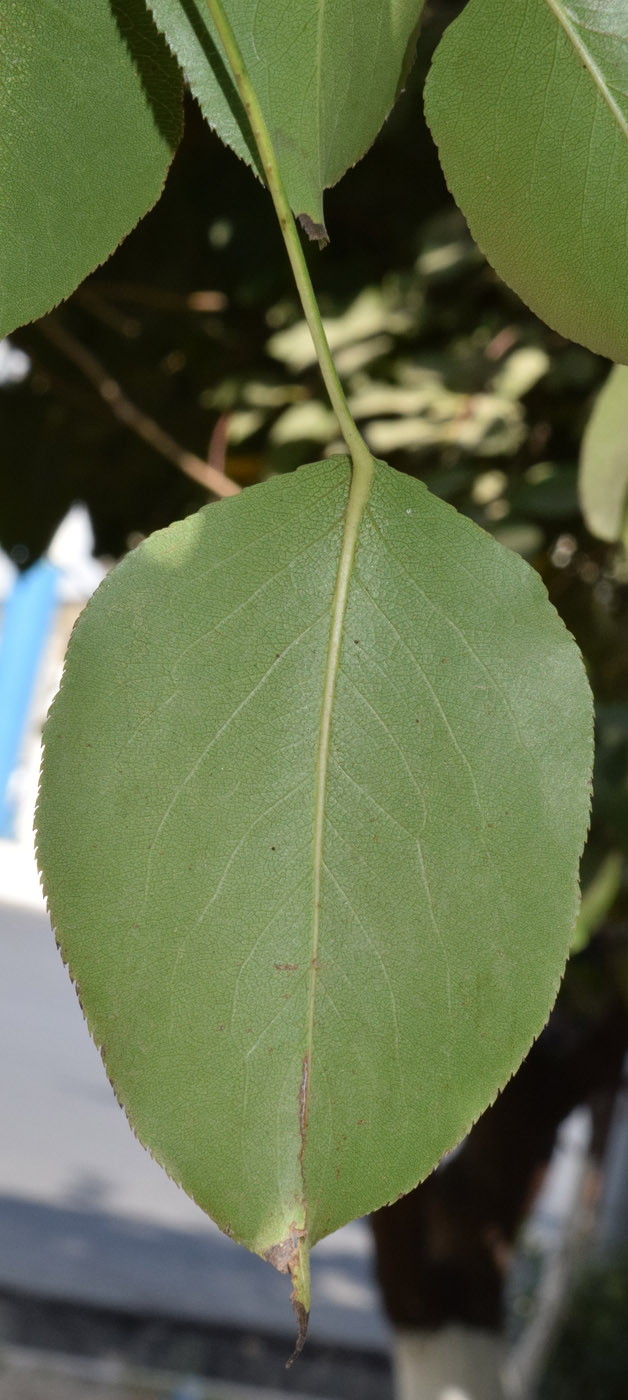 Image of Pyrus turcomanica specimen.