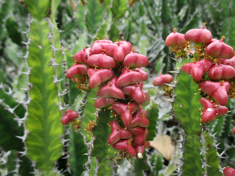 Изображение особи Euphorbia cooperi.