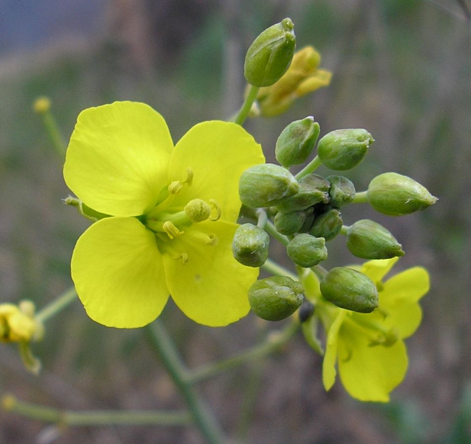 Image of Diplotaxis tenuifolia specimen.