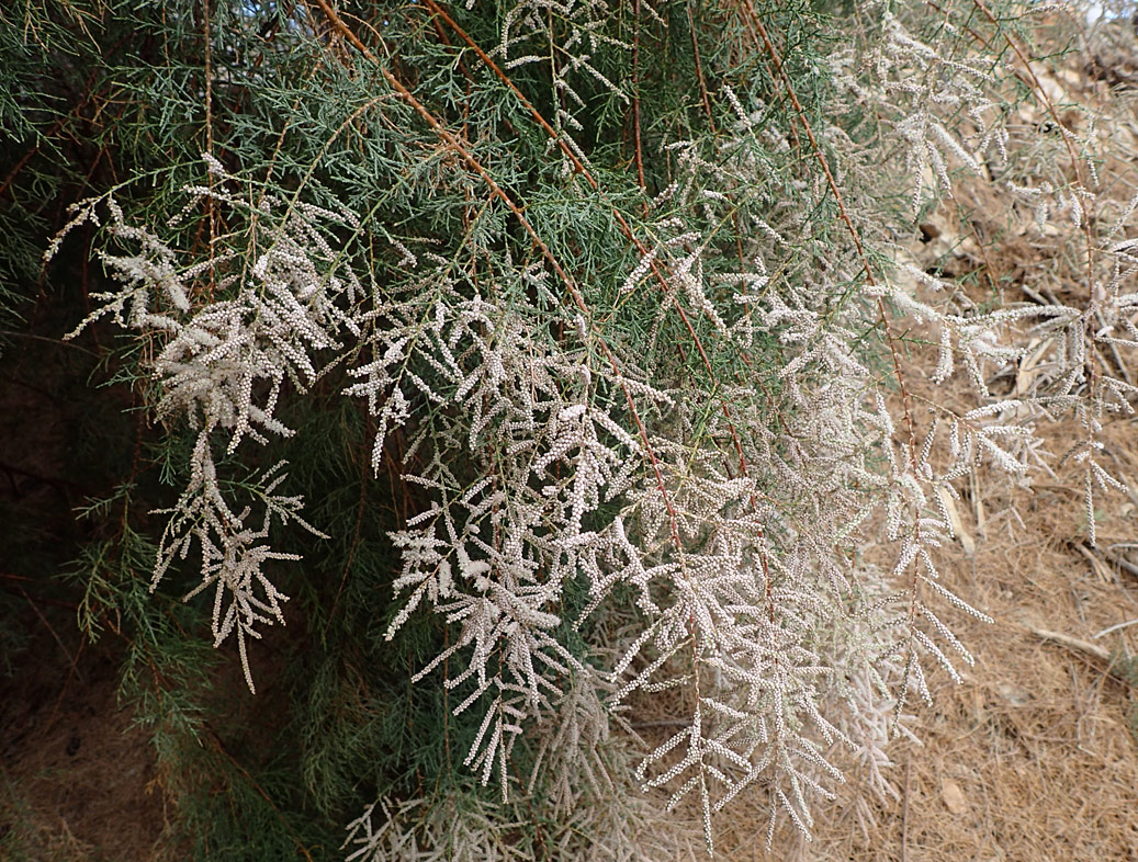 Image of Tamarix smyrnensis specimen.