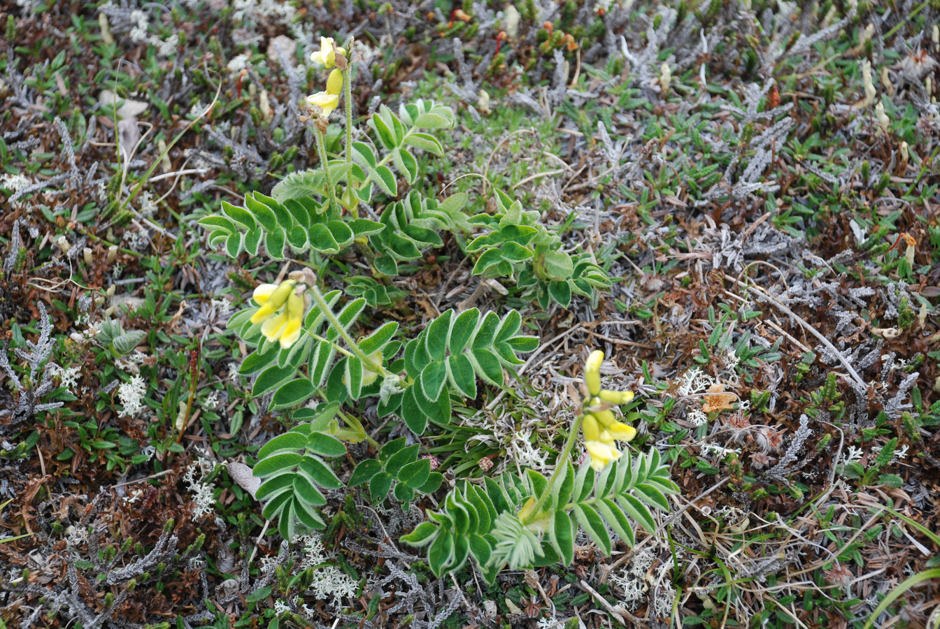 Image of Astragalus frigidus ssp. parviflorus specimen.