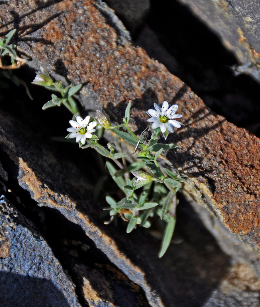 Изображение особи Stellaria amblyosepala.