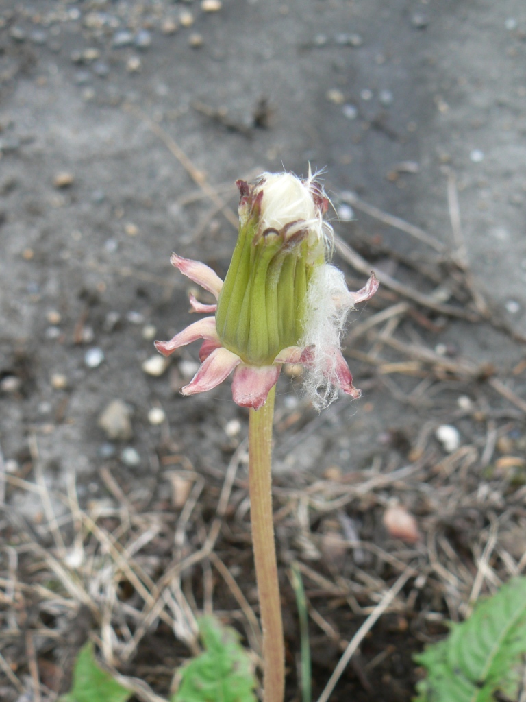 Изображение особи Taraxacum brassicifolium.