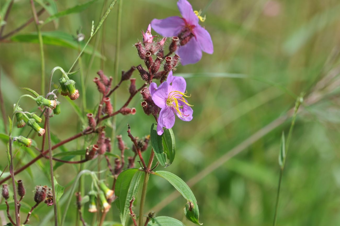 Image of Osbeckia stellata specimen.