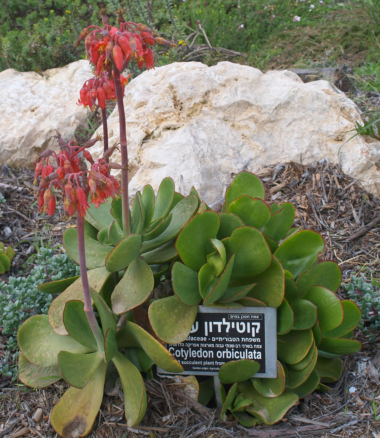 Image of Cotyledon orbiculata specimen.