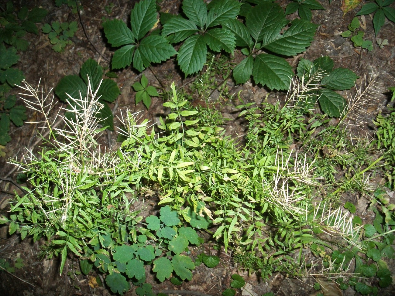 Изображение особи Cardamine impatiens.