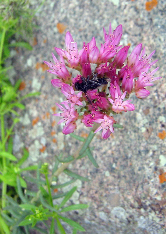 Изображение особи Pseudosedum longidentatum.