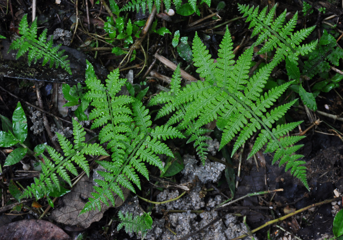 Image of Deparia petersenii specimen.