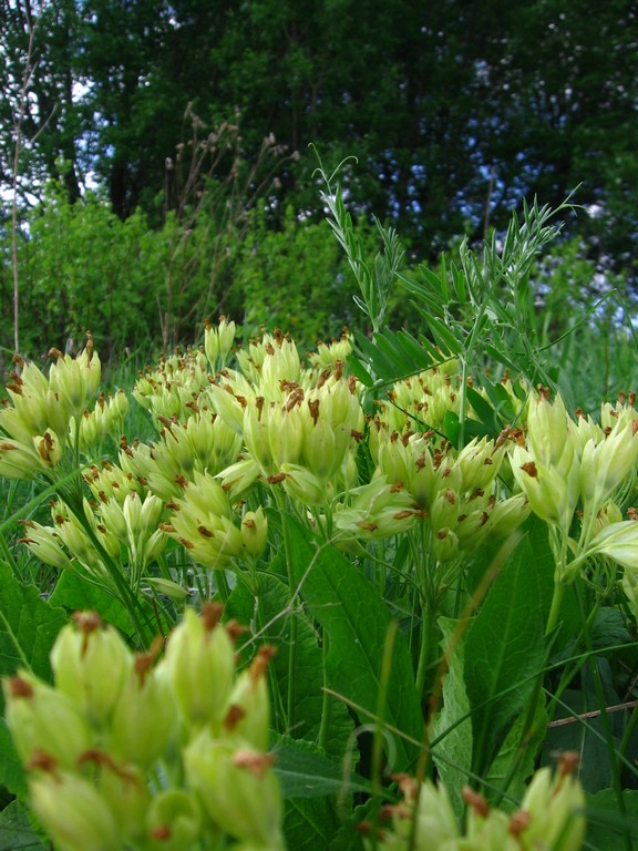 Image of Primula veris specimen.