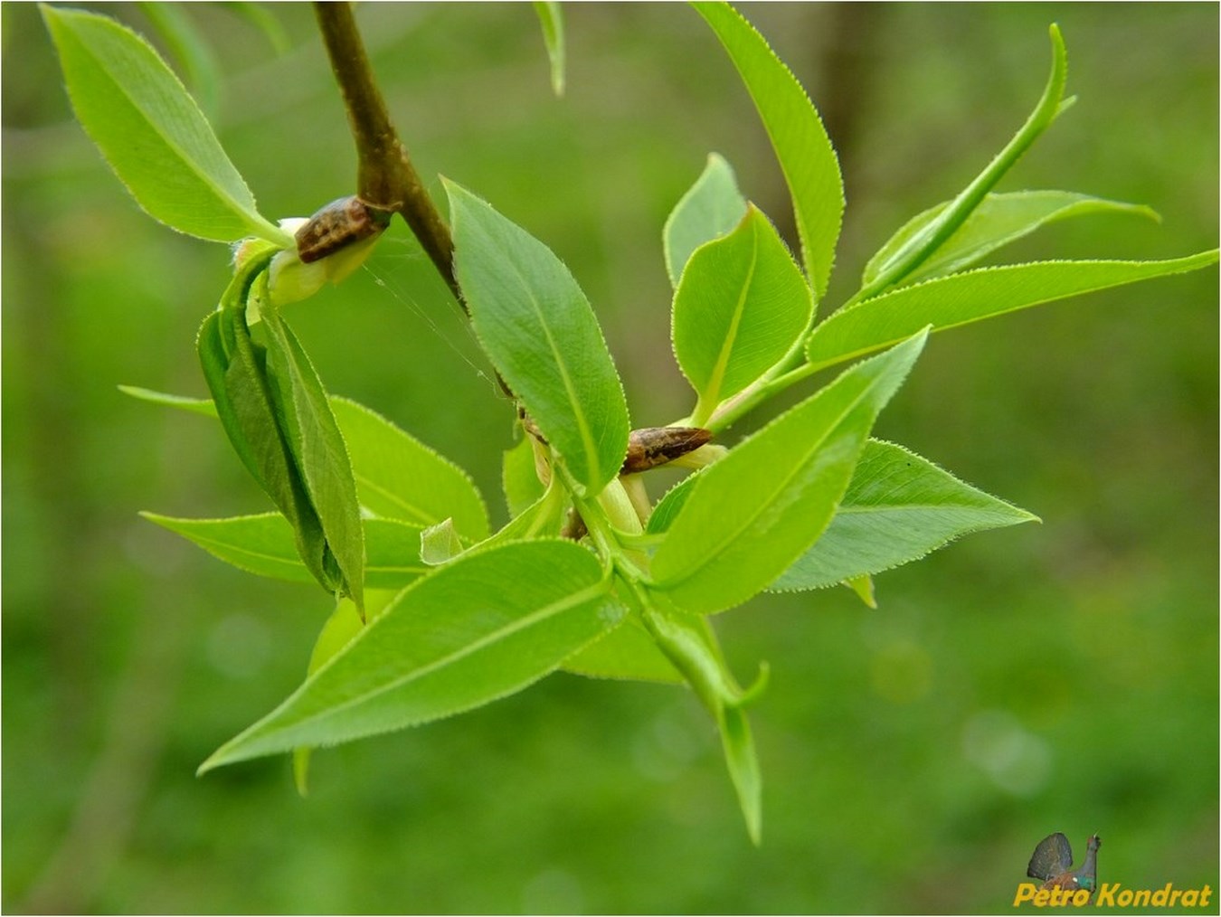 Image of Salix euxina specimen.