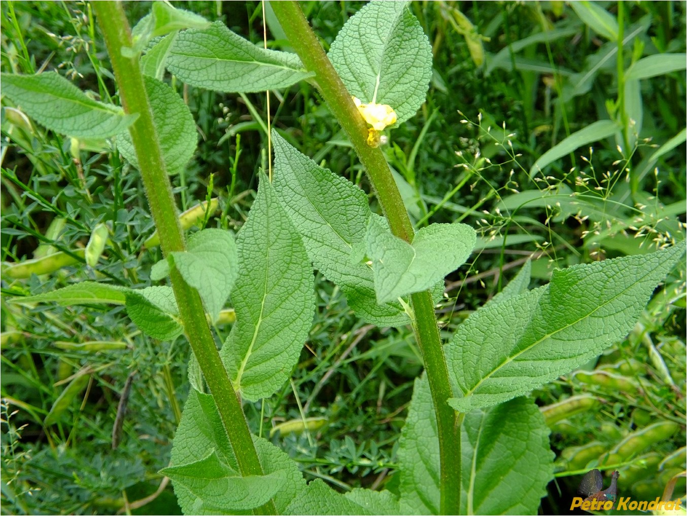 Image of Verbascum nigrum specimen.