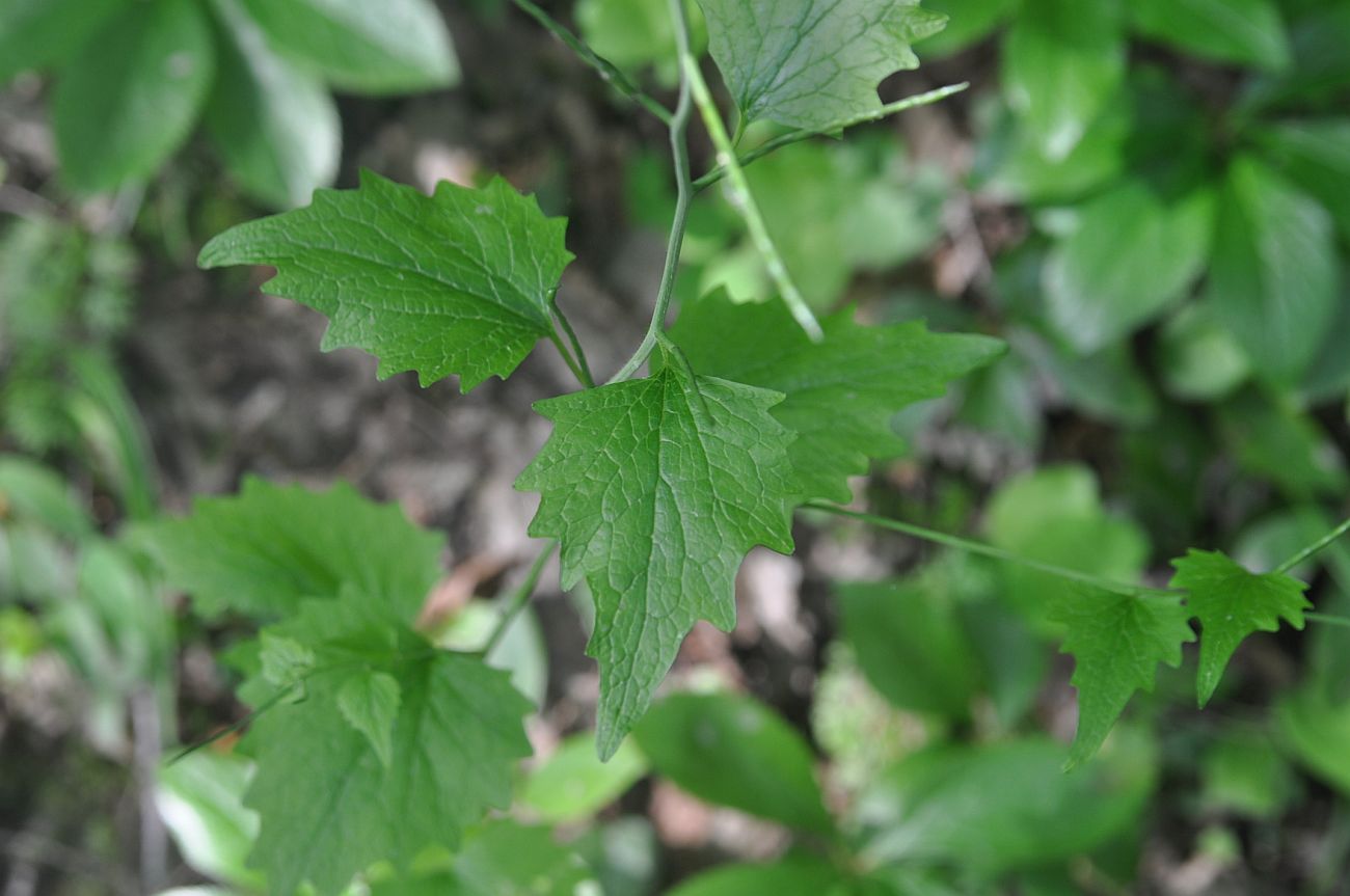 Image of Alliaria petiolata specimen.