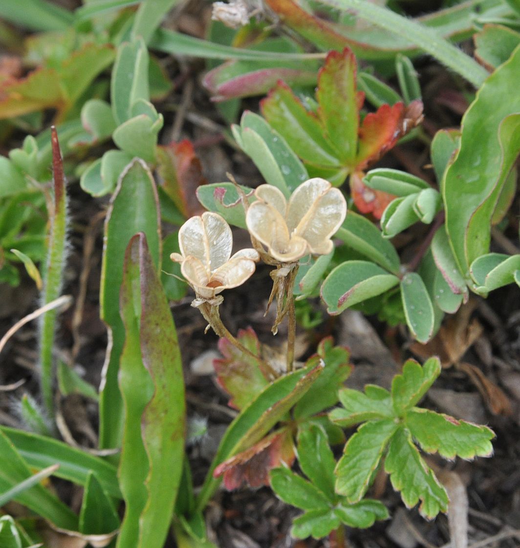 Image of genus Gagea specimen.