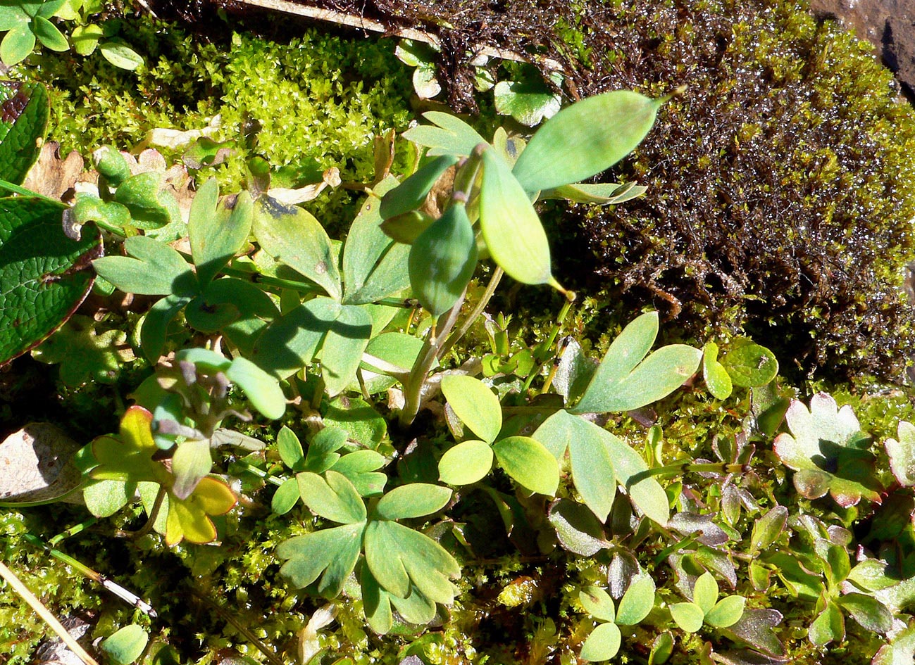 Image of Corydalis arctica specimen.