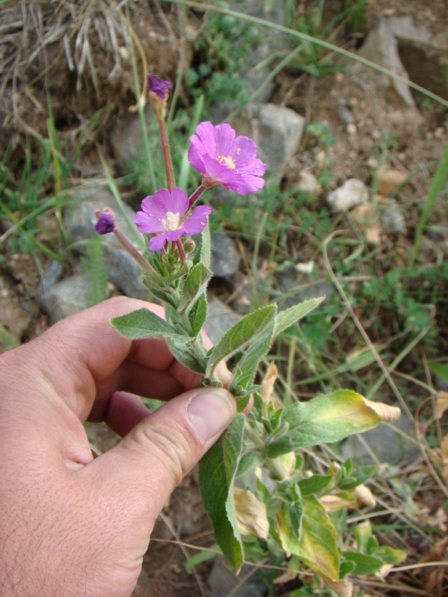 Image of Epilobium hirsutum specimen.