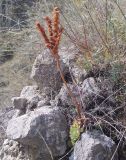 Sempervivum transcaucasicum