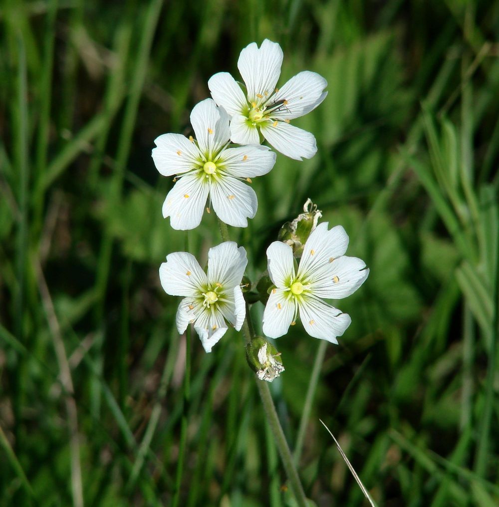 Image of Cerastium maximum specimen.