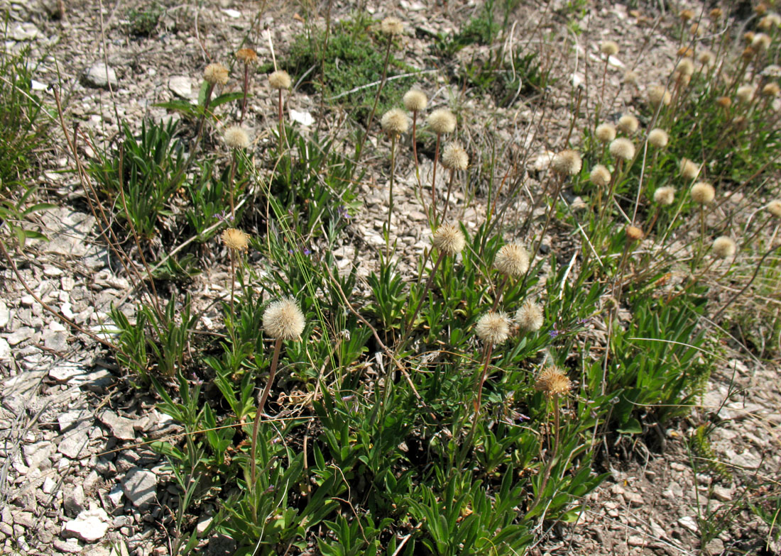 Изображение особи Aster alpinus.