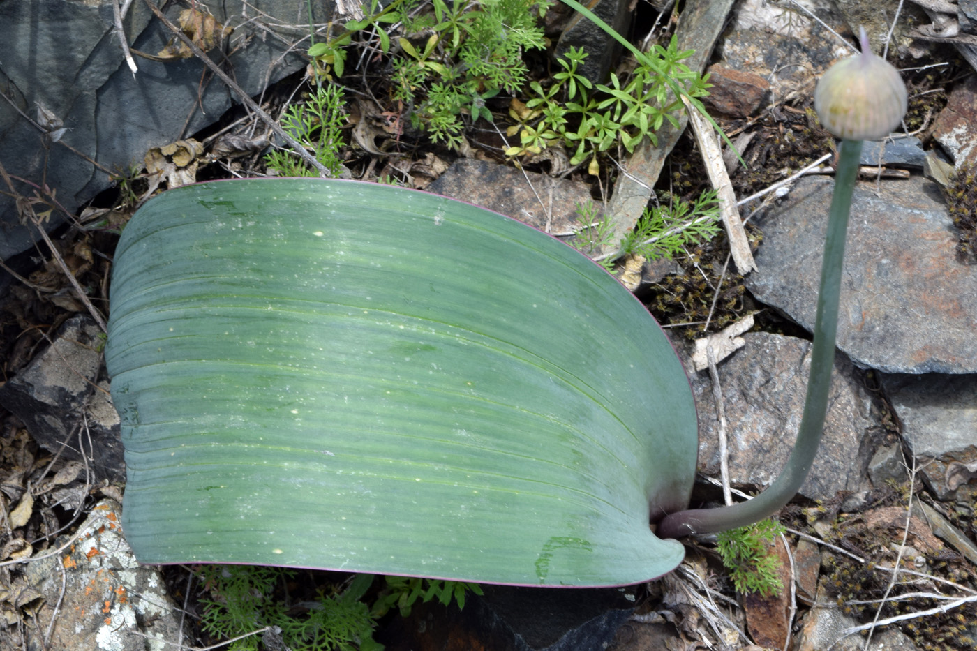 Изображение особи Allium komarowii.