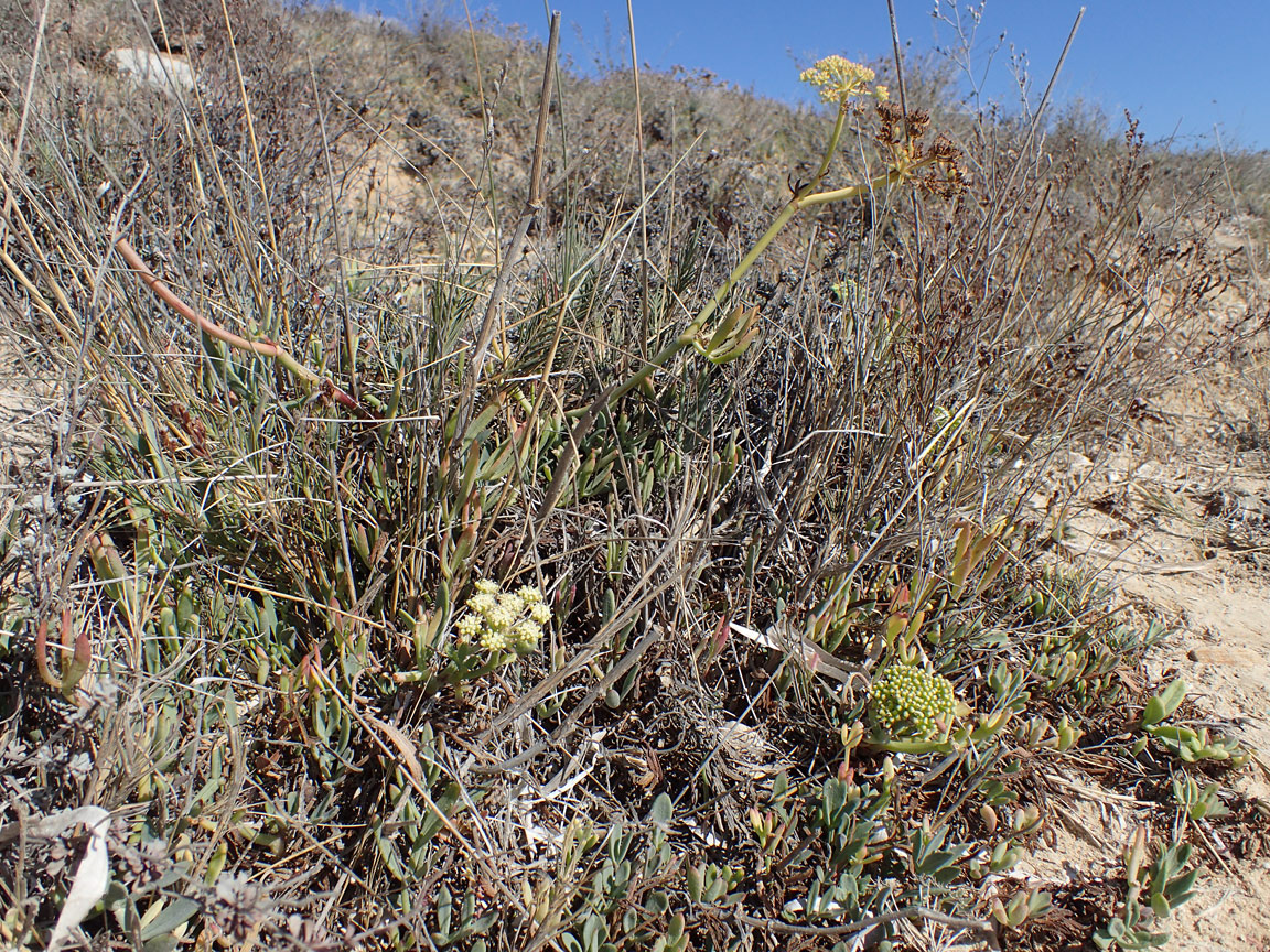 Image of Crithmum maritimum specimen.