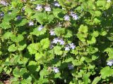 Glechoma hederacea