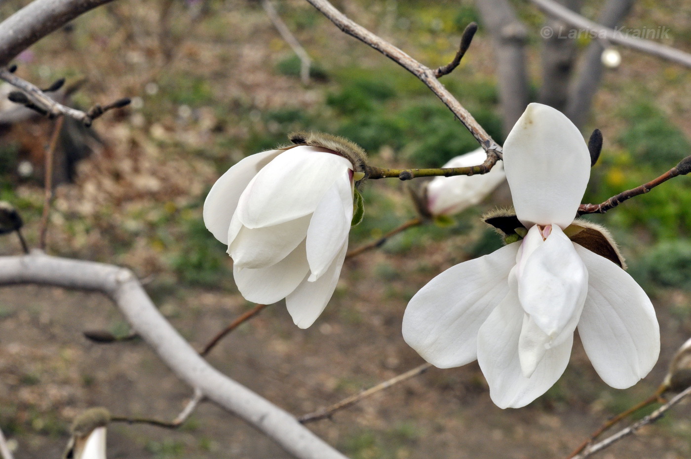Magnolia ×loebneri