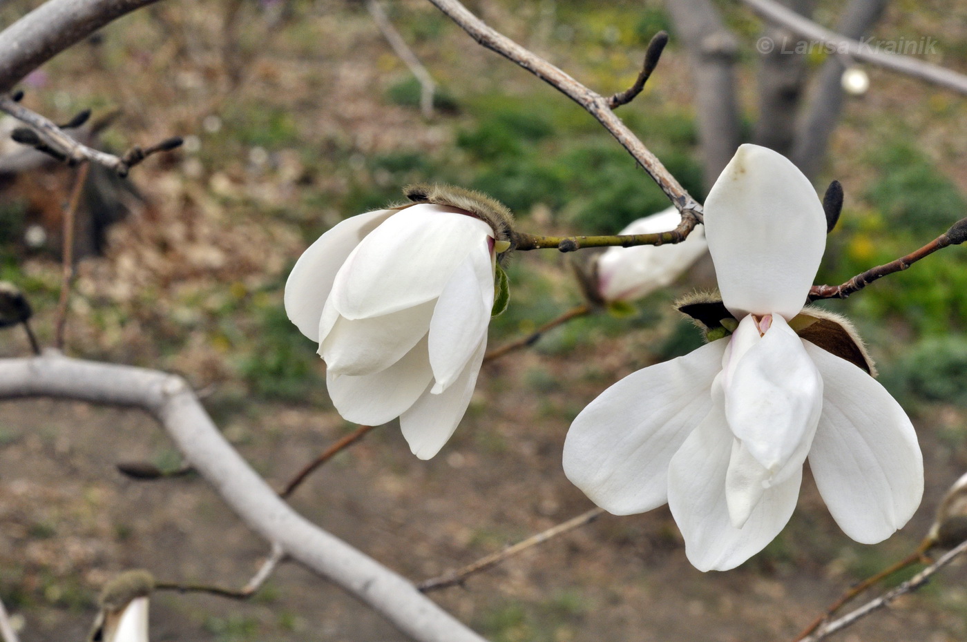 Изображение особи Magnolia &times; loebneri.