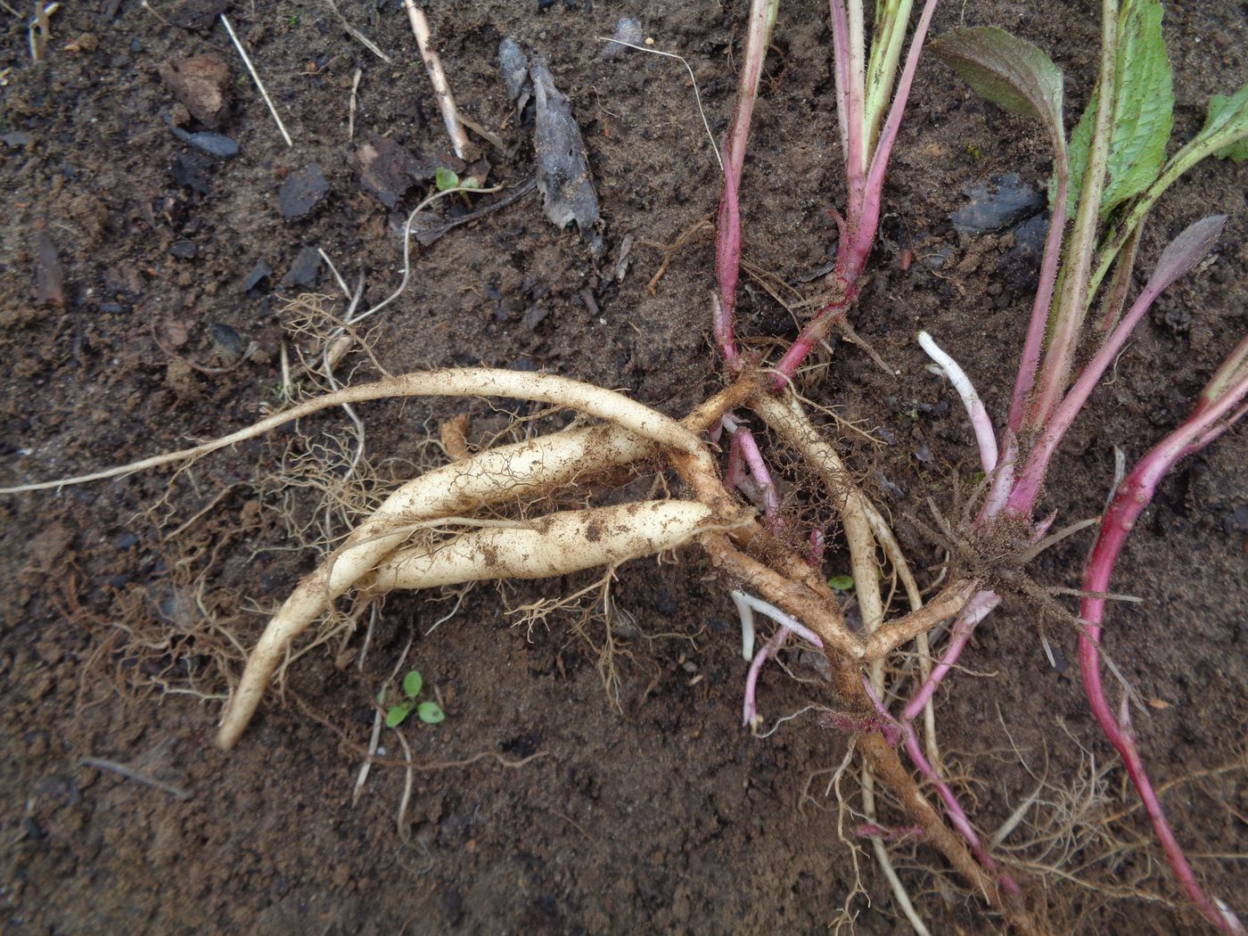 Image of Campanula rapunculoides specimen.