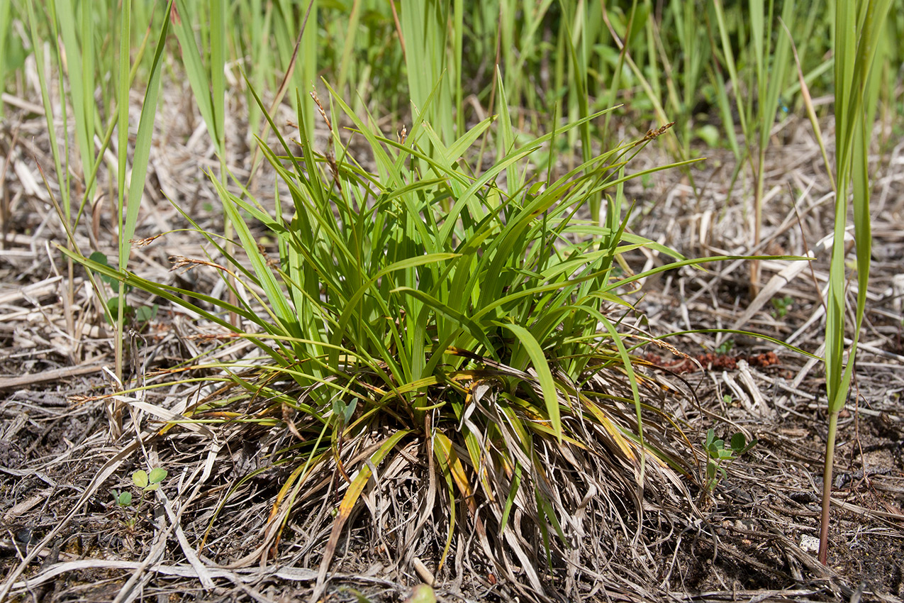 Image of Carex ornithopoda specimen.