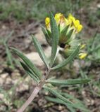 Anthyllis lachnophora