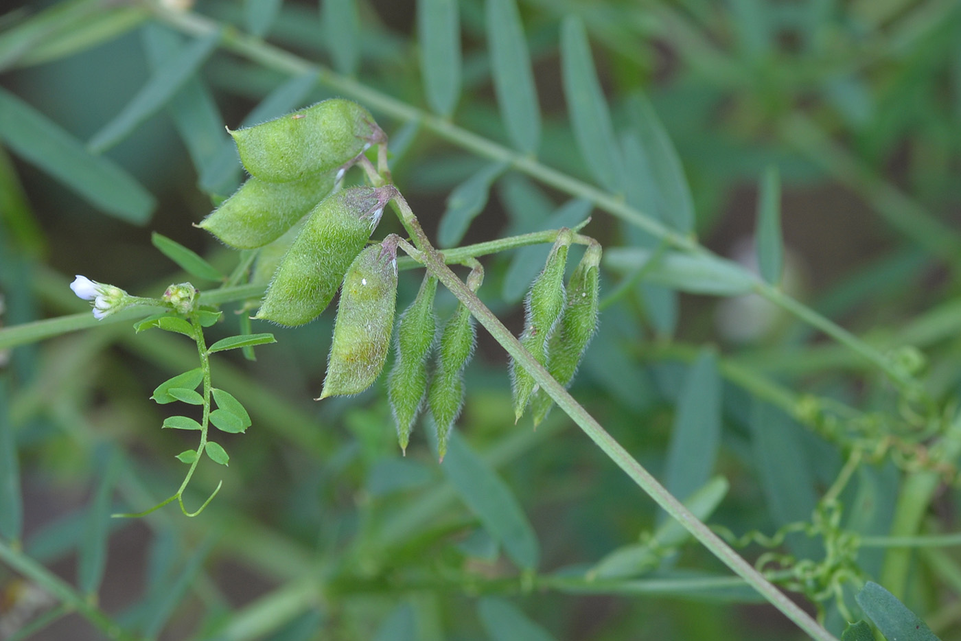 Image of Vicia hirsuta specimen.