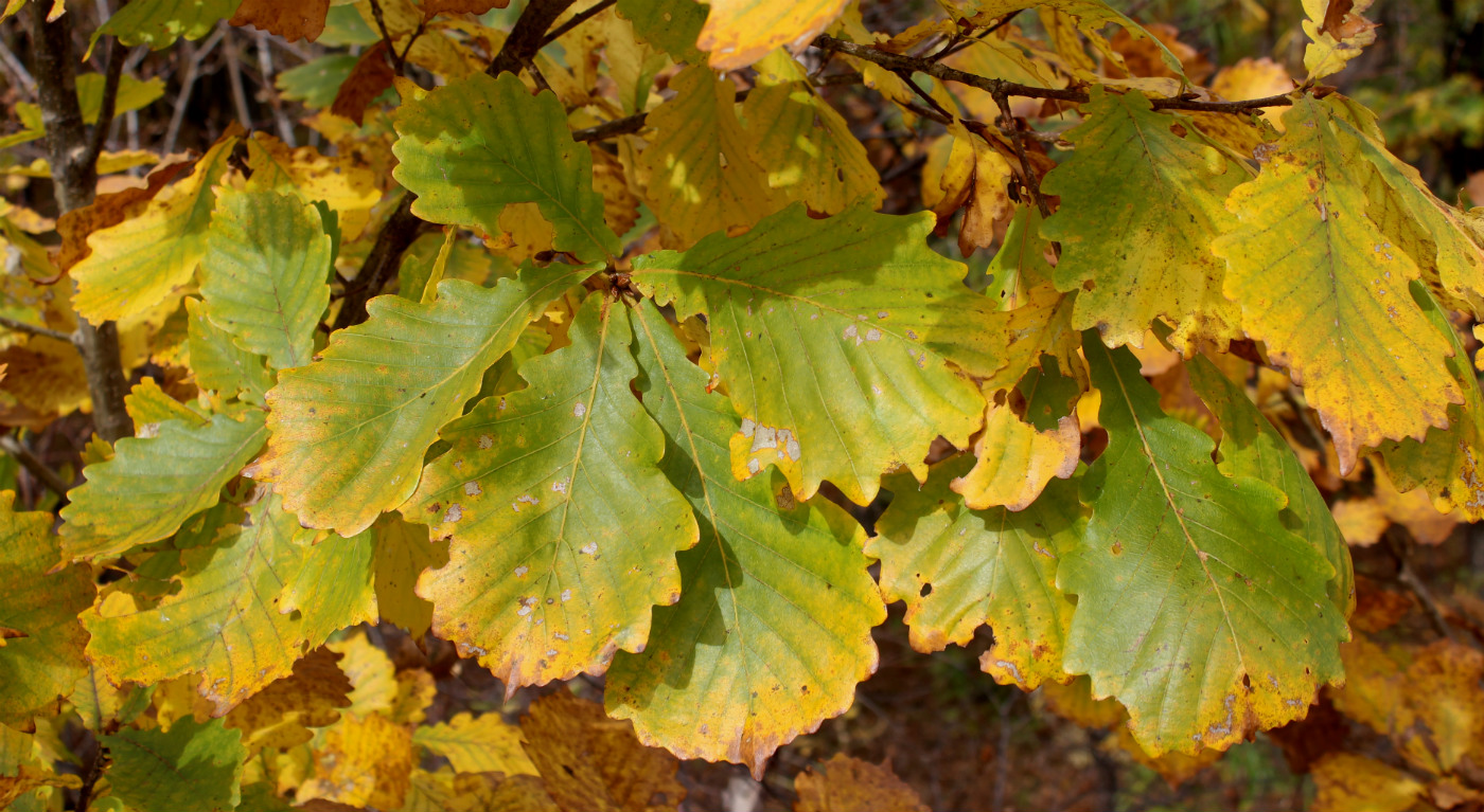 Изображение особи Quercus mongolica.