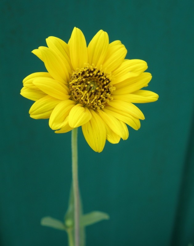 Image of Helianthus rigidus specimen.