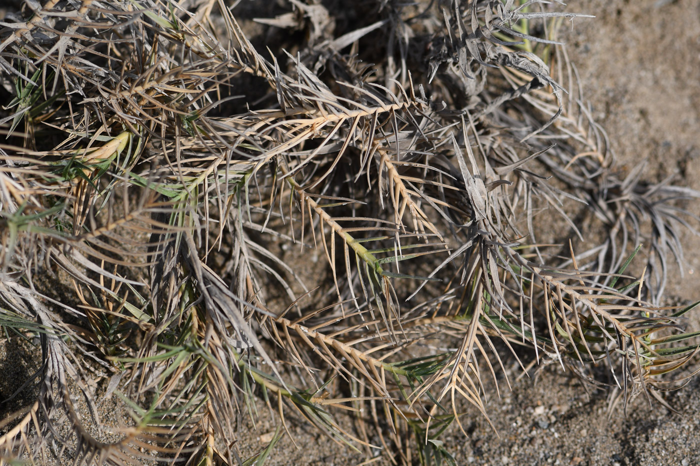 Image of Distichlis spicata specimen.