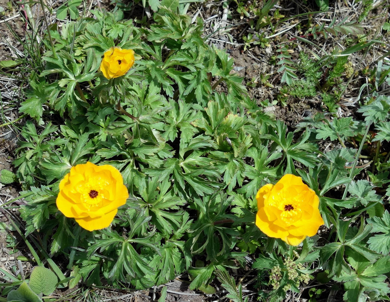 Изображение особи Trollius altaicus.