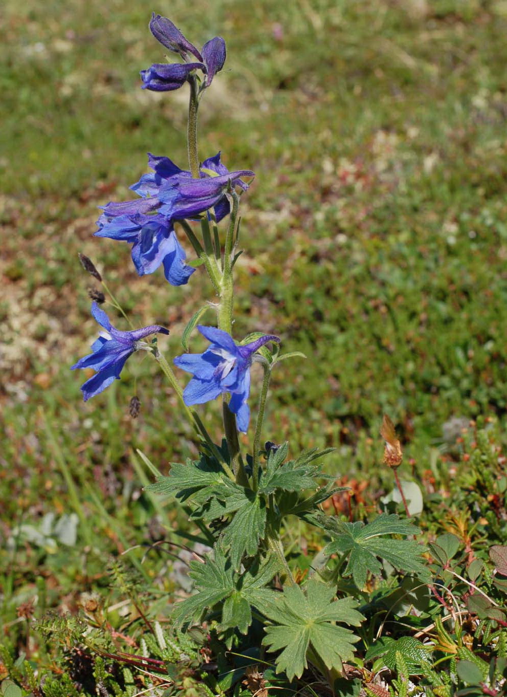 Image of Delphinium brachycentrum specimen.