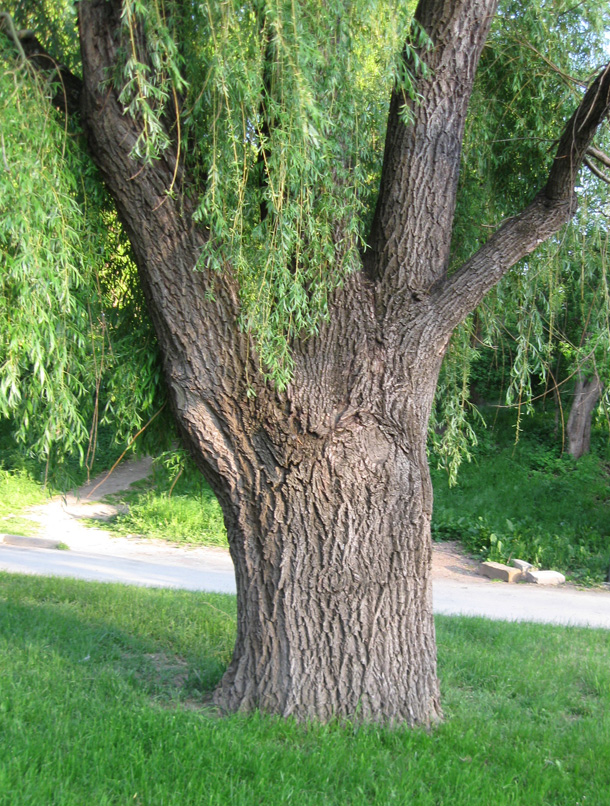 Image of Salix babylonica specimen.