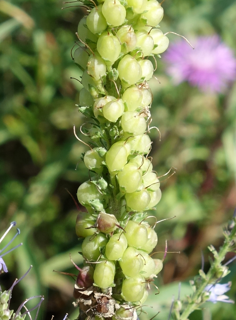 Image of Veronica linariifolia specimen.