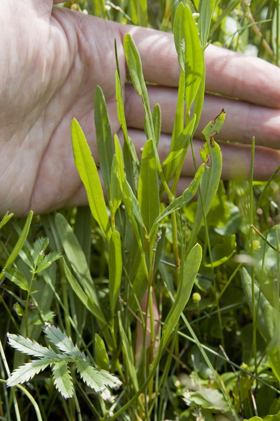 Image of Knorringia sibirica specimen.