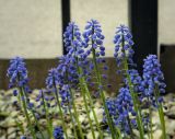 genus Muscari. Соцветия. Пермский край, г. Пермь, Кировский р-н, клумба у жилого дома. 27.05.2020.