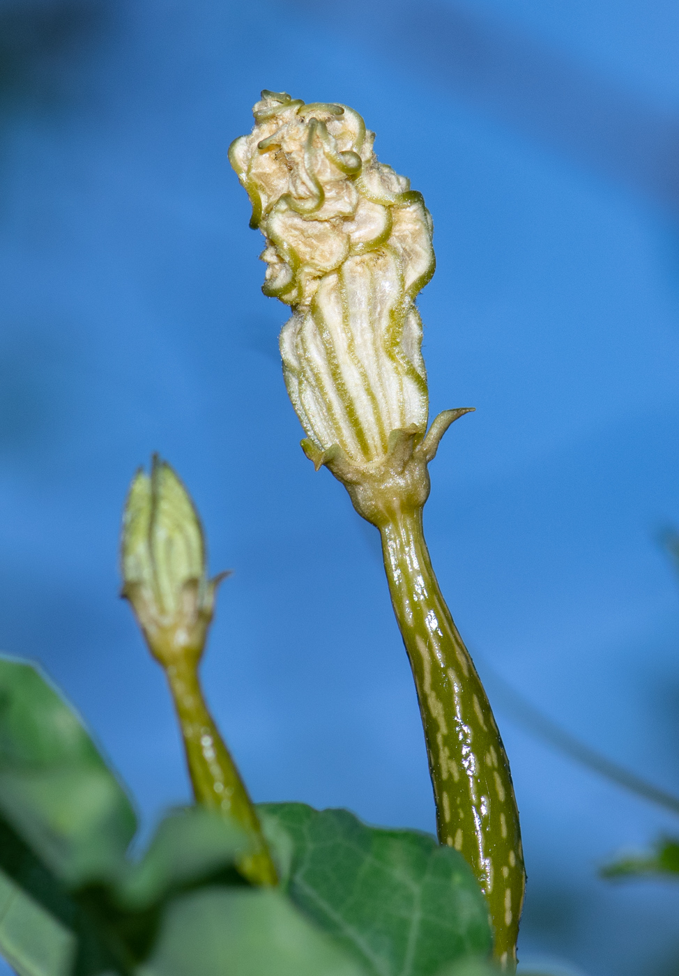 Image of Coccinia sessilifolia specimen.