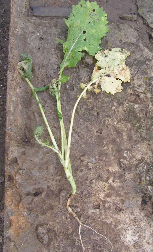 Image of familia Brassicaceae specimen.