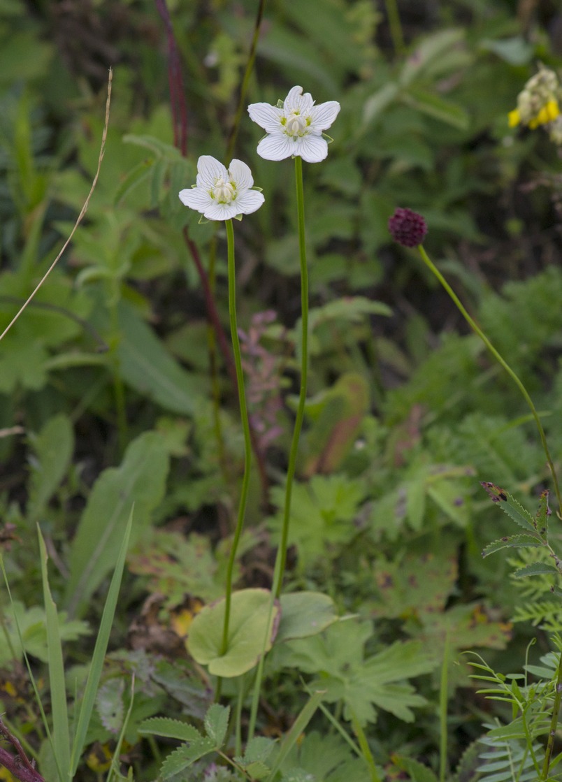 Изображение особи Parnassia palustris.