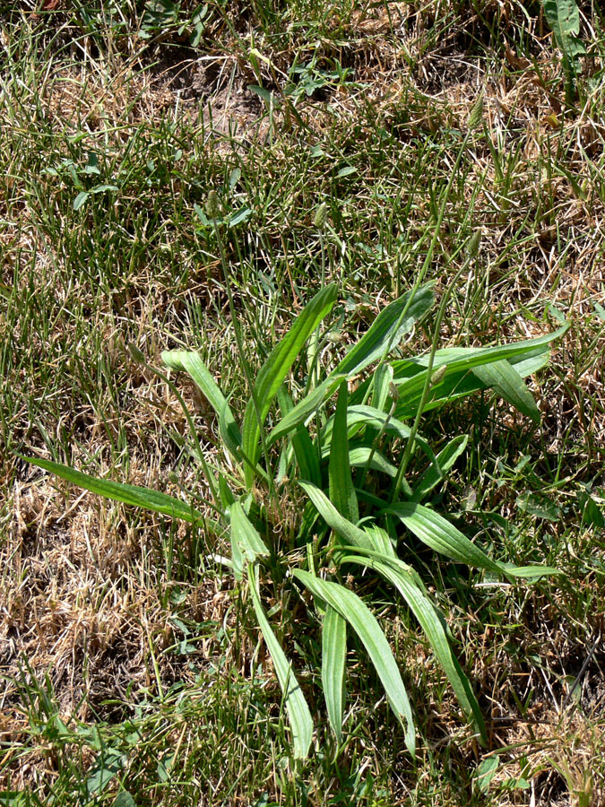 Изображение особи Plantago lanceolata.