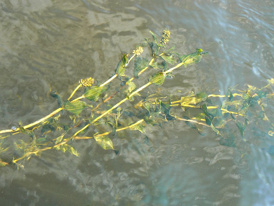 Image of Potamogeton perfoliatus specimen.