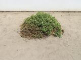 Mesembryanthemum guerichianum. Цветущее и плодоносящее растение. Намибия, регион Erongo, г. Свакопмунд, обочина тротуара. 05.03.2020.