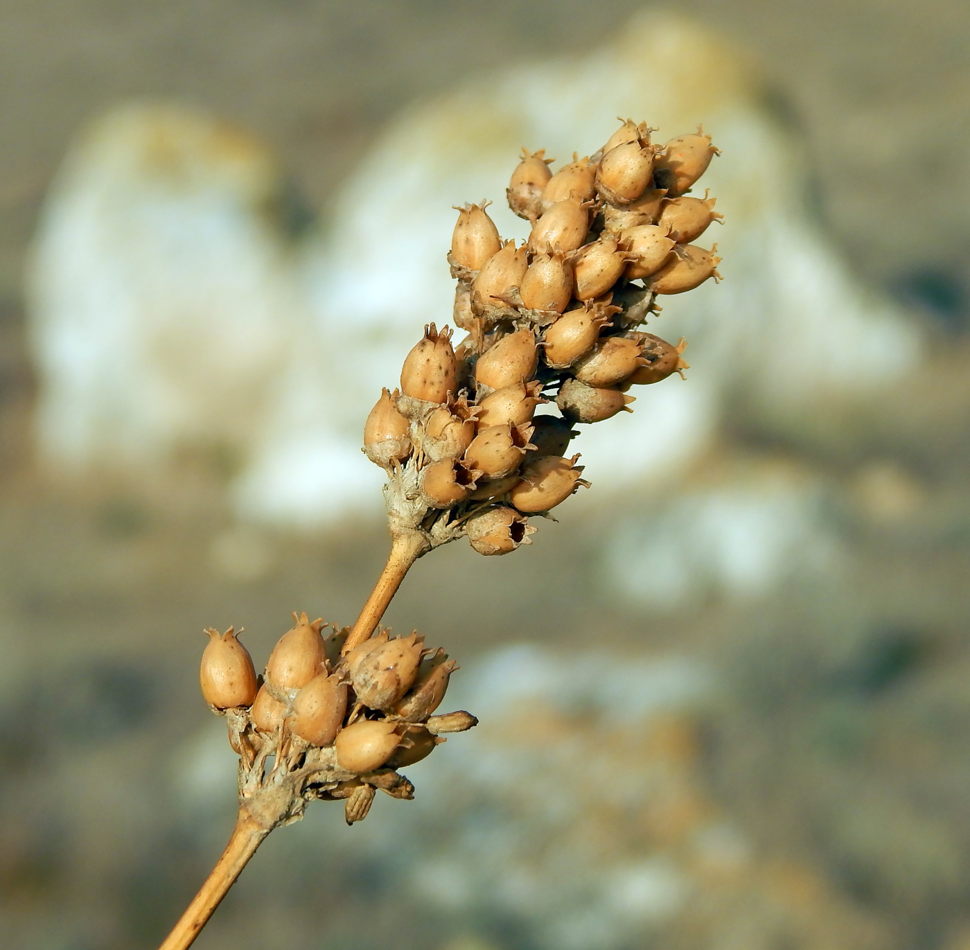 Image of Silene densiflora specimen.