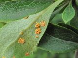 Berberis vulgaris